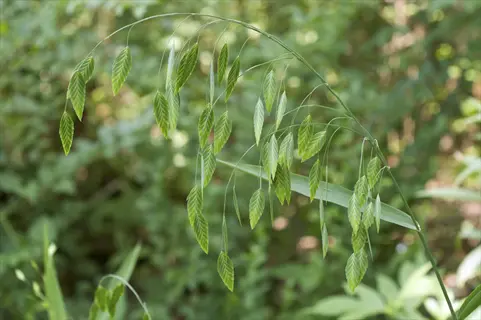 northern sea oats grass (chasmanthium latifolium) with drooping panicles of flat oat-like seeds in a sun-dappled green forest background