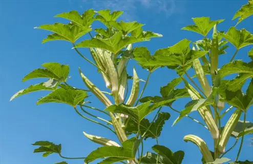 okra plant with multiple long green pods ready for harvest against a blue sky, similar to 'perkins long pod.'