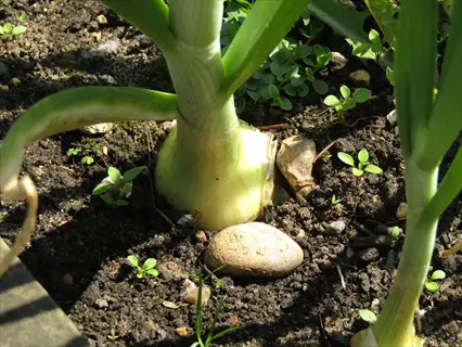 onion plants growing in dark garden soil with green hollow leaves and developing bulbs