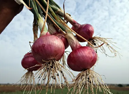 onions garden harvest: hand holding freshly picked red onions with roots against a cloudy sky