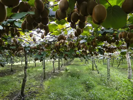 orchard with trellised hayward kiwi fruit vines heavy with fuzzy brown fruits under green leaves