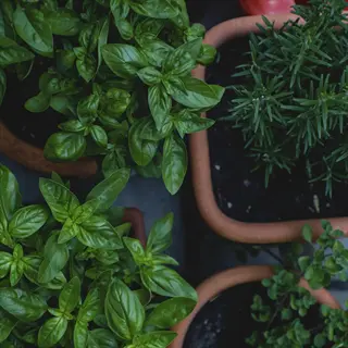 oregano plant in a pot with basil and rosemary in an indoor garden setting