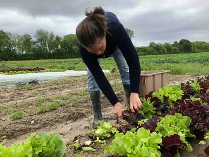 organic garden harvest: woman gathering fresh lettuce in a field, demonstrating no harmful garden residues through natural farming practices