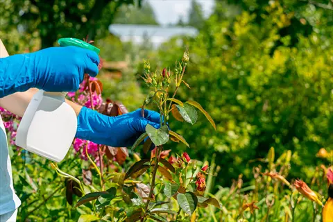 organic garden pesticide-free care: person in blue gloves spraying plants in vibrant flower garden demonstrating reduced chemical pesticide need