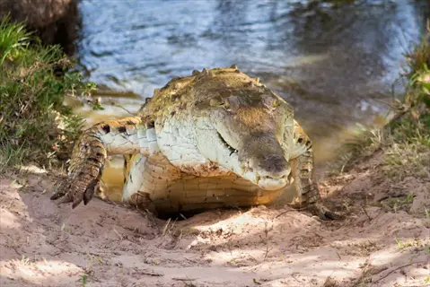 orinoco crocodile (crocodylus acutus) emerging from river onto sandy bank with lush tropical vegetation under sunny sky