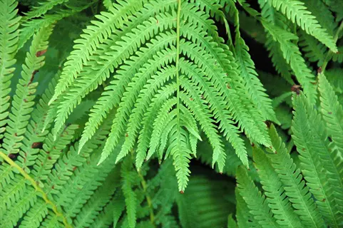 ostrich fern tall fronds showcasing lush green feathery foliage in a dense, layered arrangement