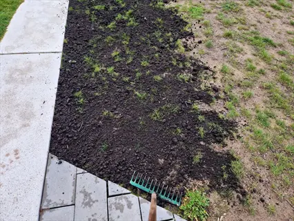 overseeding thin or bare lawn areas with soil and a rake during grass seed spreading in a residential yard