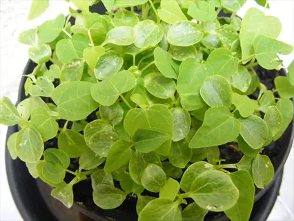papaya seedlings in a pot, showing early germination stages in warm conditions
