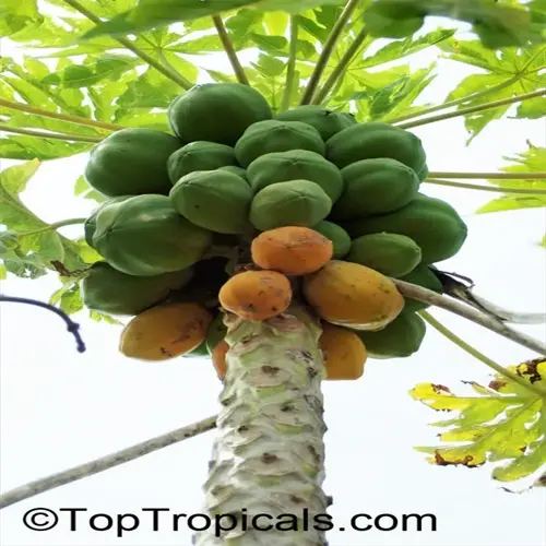papaya tree with ripe and unripe fruits in a garden