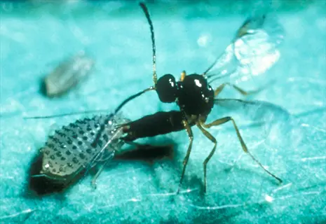 parasitic wasp (aphytis sp.) parasitizing a scale insect on a turquoise surface