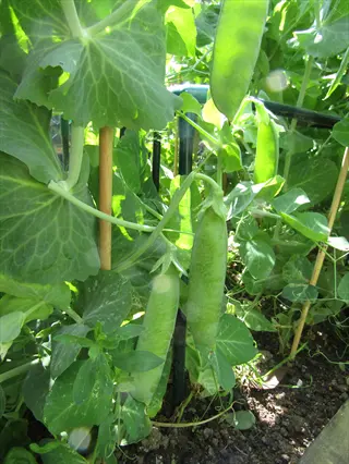 pea plants garden with green vines, tendrils, and developing pea pods in a sunny garden