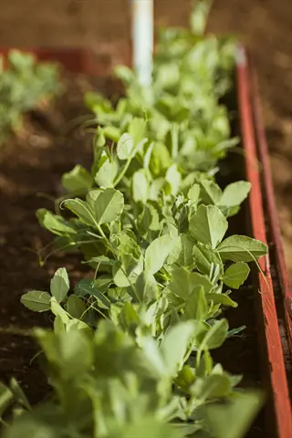 pea seedlings early spring growing in a raised garden bed with rich soil and vibrant green leaves
