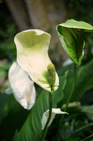 peace lily (spathiphyllum) flowering plants in a garden, showcasing white spathes with green spadices amid glossy foliage