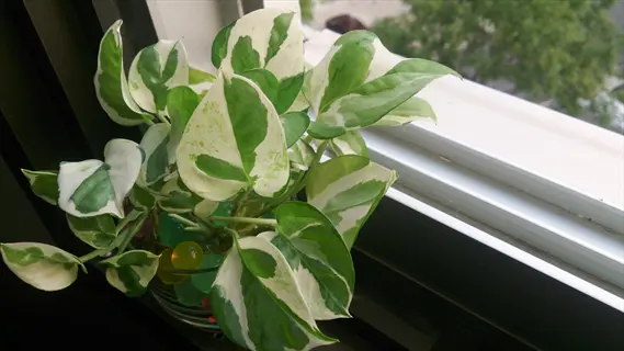 pearls and jade pothos plant with variegated white and green leaves in a glass container on a windowsill