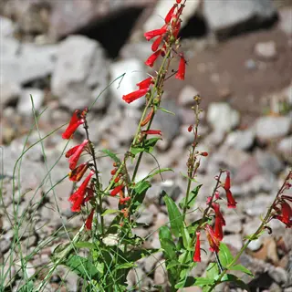 penstemon plant with red tubular flowers growing in a rocky outdoor environment