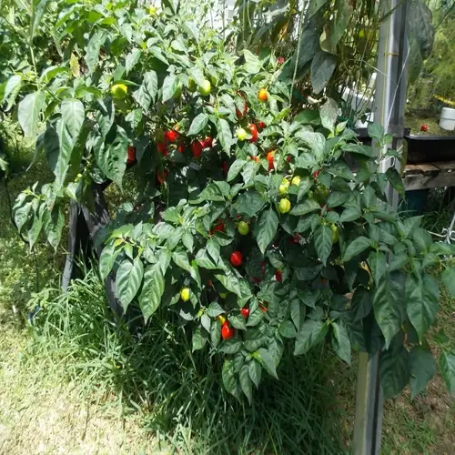 pepper plants garden featuring lush green foliage with vibrant red and green chili peppers growing outdoors under partial sunlight