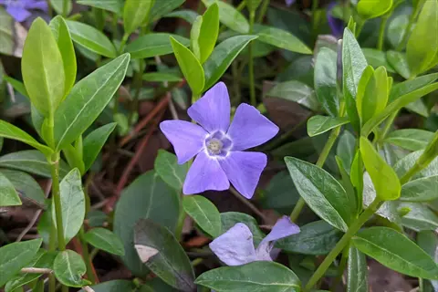 periwinkle (vinca minor) with purple flowers and glossy green leaves