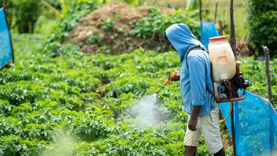 person fertilizing vegetable plants in a field, relevant for 'feed plants at key stages'