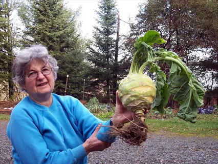 person holding a large kohlrabi vegetable (kossak) with roots and leaves