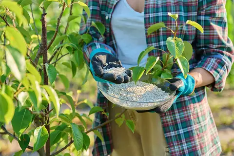 person in gardening gloves holding bowl of fertilizer and young plant next to fruit tree, demonstrating fertilizing fruit tree on schedule