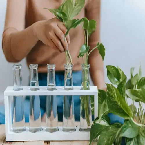 person placing plant cuttings in water-filled glass bottles for rooting
