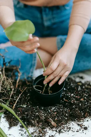 person transplanting a seedling into a pot with soil, demonstrating careful garden planting