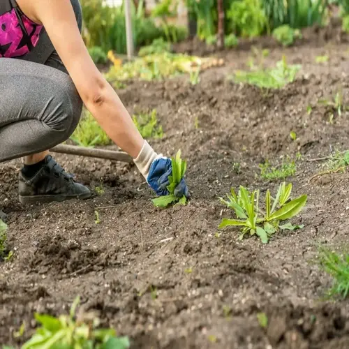 person wearing gardening gloves performing garden mulch weed control by removing weeds from soil