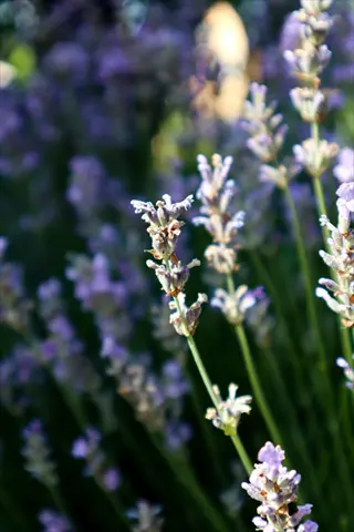 phenomenal lavender plant in bloom with purple-white flower spikes and green stems, soft bokeh background