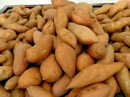 pile of freshly harvested centennial sweet potatoes with smooth orange skin - centennial sweet potato