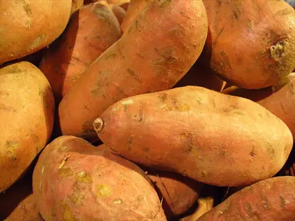 pile of freshly harvested jewel sweet potatoes with copper-orange skin - jewel sweet potato orange