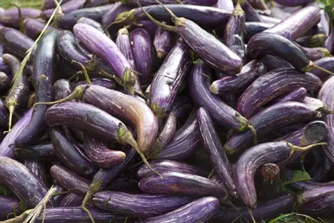pile of purple eggplants with green stems, commonly grown in an eggplant basil garden