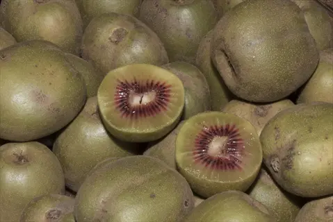 pile of red kiwi berry (actinidia arguta) fruits with two halved showing vibrant red flesh and black seeds, surrounded by whole green fuzzy kiwis