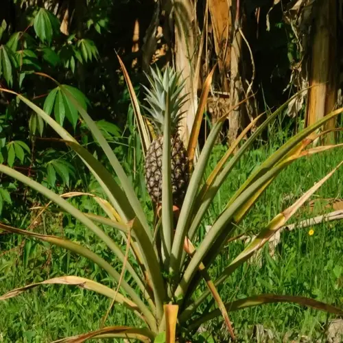 pineapple plant with fruit growing in a lush garden environment, surrounded by tropical foliage and grassy terrain