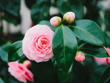 pink camellia flower in full bloom with buds on a glossy-leaved shrub