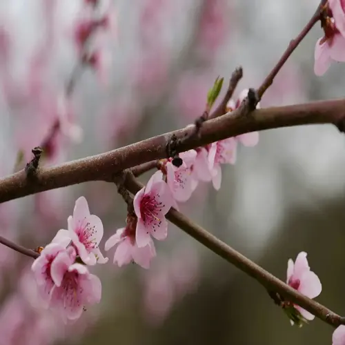 pink cherry tree blossoms on slender brown branches with blurred background