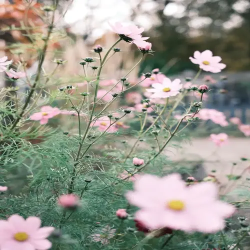 pink cosmos flowers blooming in a garden with green foliage