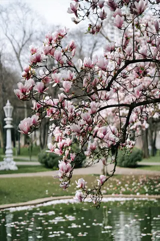 pink magnolia tree flowers blooming over a park pond with floating petals, vintage lamp in background