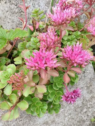 pink sedum stonecrop flowers with green succulent leaves growing on a stone surface