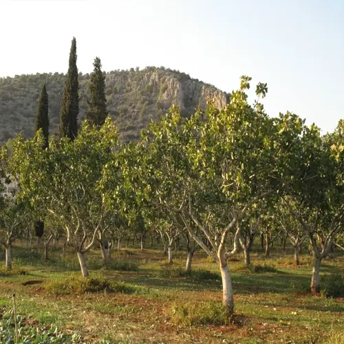 pistachio tree orchard with rows of trees under clear sky, surrounded by grassy field and distant hills