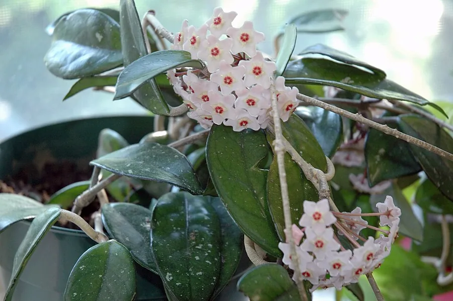 Hindu Rope Hoya