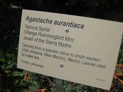 plant label for agastache aurantiaca 'apricot sprite' (orange hummingbird mint) with orange flowers in the background