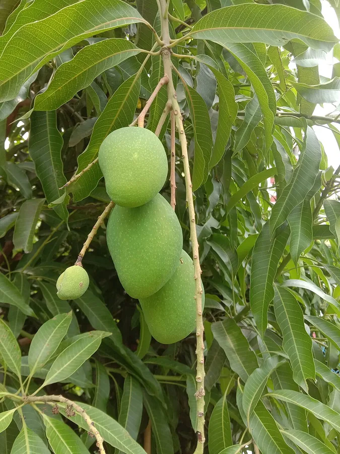 Mango