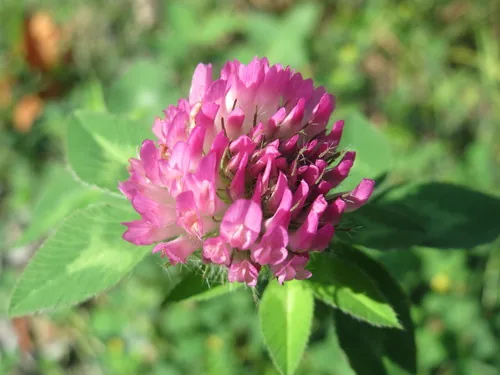 Miniature Rose