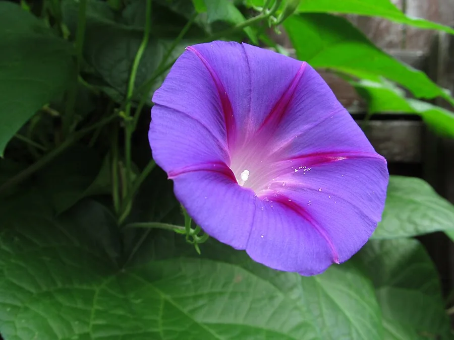 Morning Glory