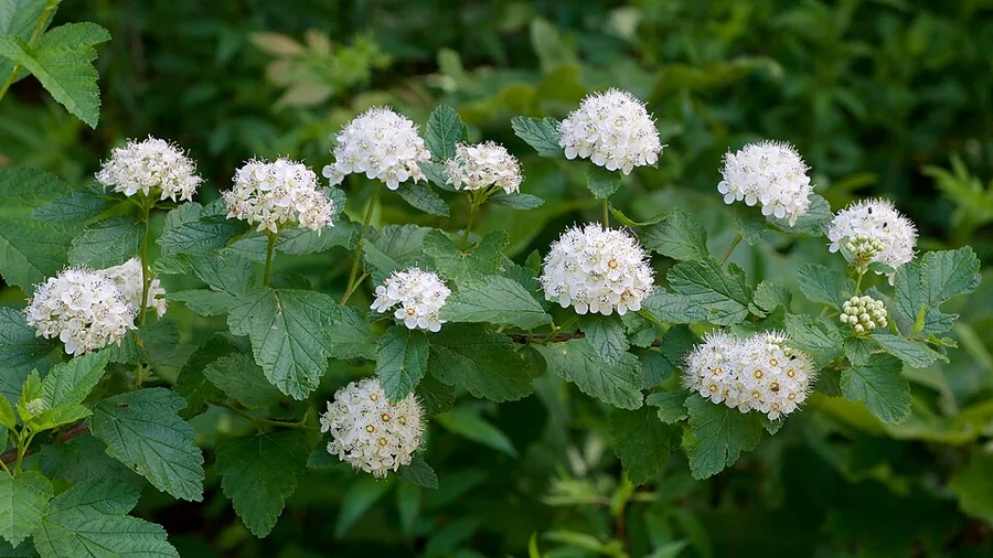 Common Ninebark