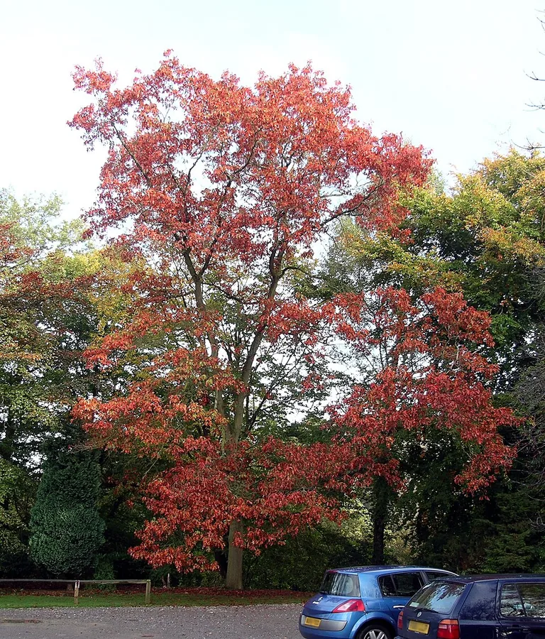 Northern Red Oak