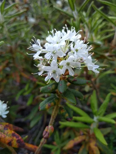 Rhododendron