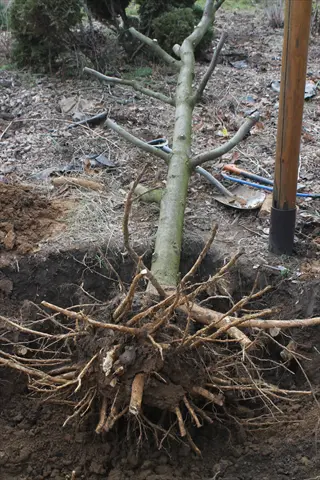 planting bare root tree: exposed root system with prepared hole and gardening tools in outdoor setting, demonstrating 'plant at the right time' technique