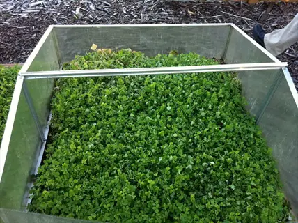 portable cold frame structure filled with dense green garden seedlings, positioned on garden path with wood chips and partial human leg visible