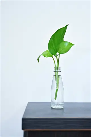 pothos plant cutting in a glass bottle with water on a dark surface